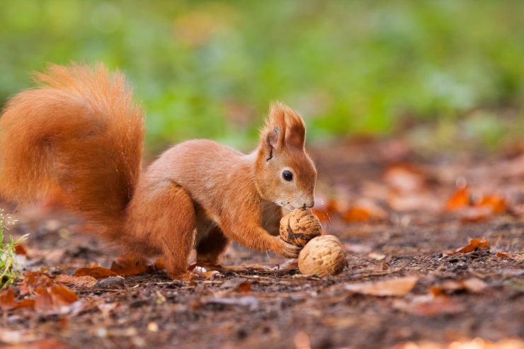 Eichhörnchen beim Sammeln von Nüssen - finanzieller Wohlstand