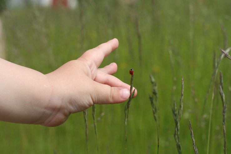 Kinderhand greift auf Grashalm mit Marienkäfer - Österreichs größter Nachhaltigkeitsfonds wächst rasant