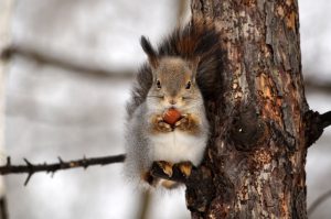 Eichhörnchen sammelt Nüsse um zu Wohlstand zu kommen