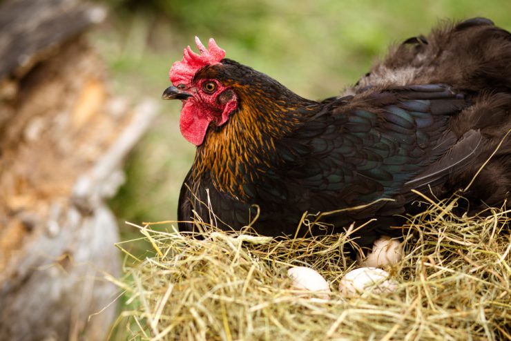 Huhn brütet Eier aus - Was Hühner und der Zinseszinseffekt gemeinsam haben