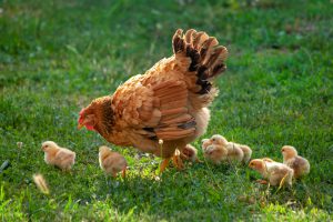 Huhn mit Küken - der Zinseszinseffekt erklärt
