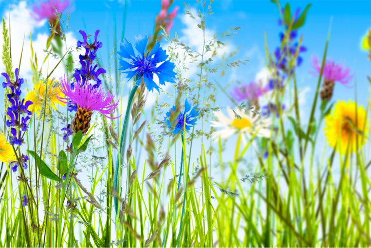 Farbenfrohe Wiesenblumen und Wildkräuter sind das Sinnbild Johannes Gutmanns Lebenstraum.
