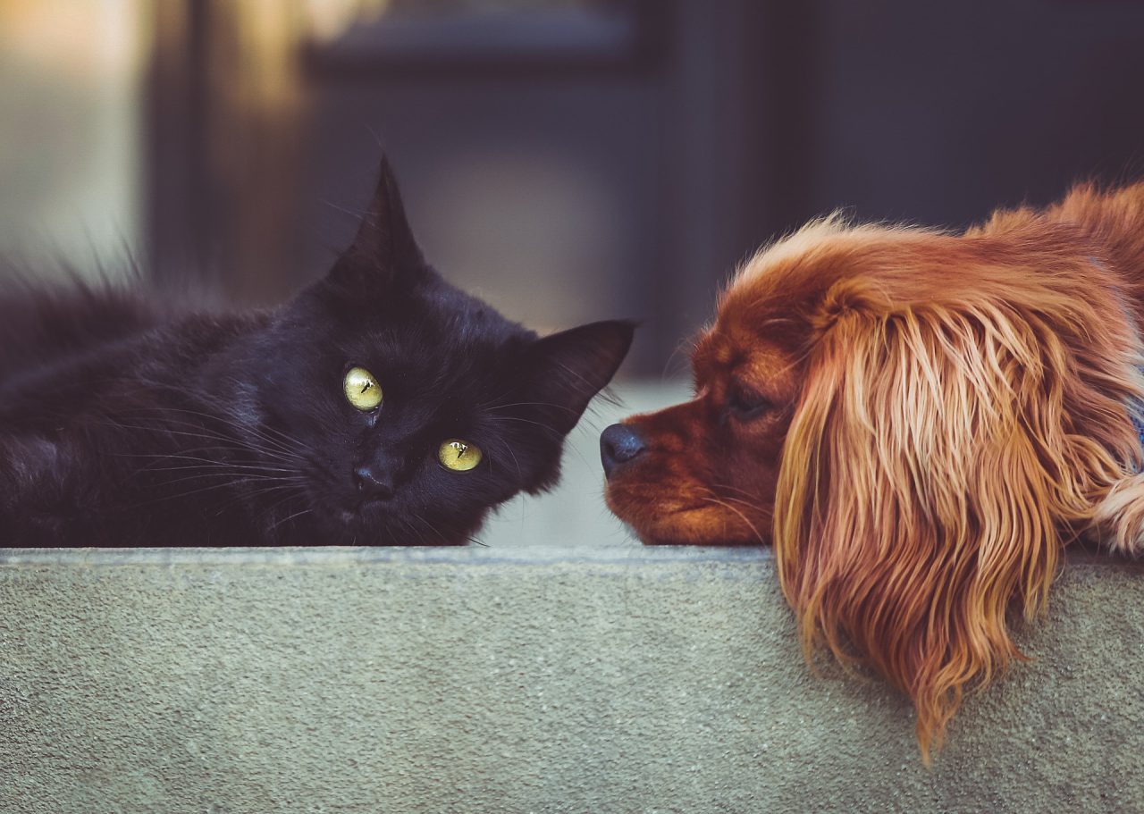 Hund und Katz liegen beieinander - Animal-Wellbeing als Megatrend