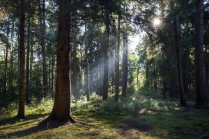 Sonnenlicht durchflutet den Wald - Nachhaltige Vermögensverwaltung - nachhaltig veranlagen wird immer wichtiger