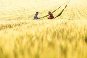 2 Farmer prüfen die Ernte am Weizenfeld - Megatrend Smart Farming