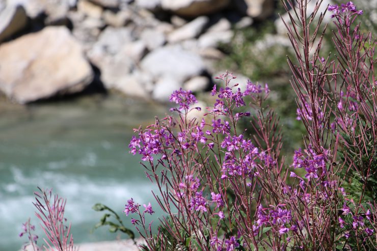Blumen blühen, dahinter rauscht der Fluss: Geheimtipps in Österreich für einen Urlaub voll Entschleunigung
