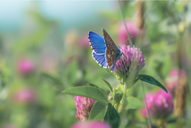 Ein blauer Schmetterling sitzt auf einem blühenden Klee.