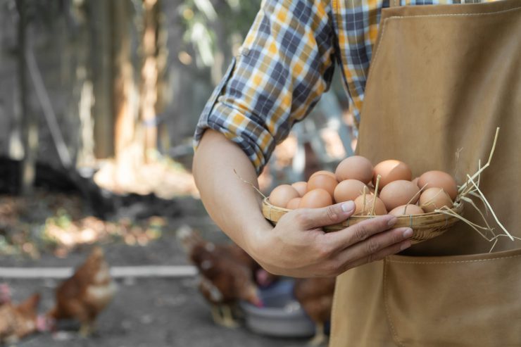 Landwirt hält Korb mit Eiern: in der Asset Allocation nicht alle Eier in einen Korb legen