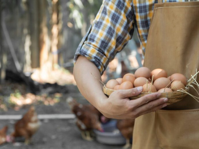 Landwirt hält Korb mit Eiern: in der Asset Allocation nicht alle Eier in einen Korb legen