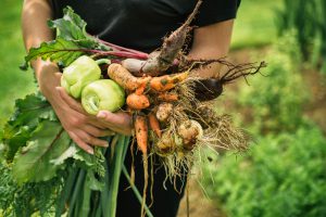 Frisches Gemüse aus Urban Gardening geerntet