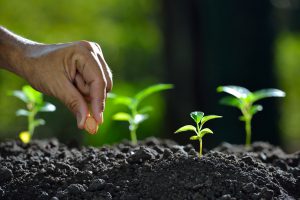 Eine Hand legt Samen in die Erde, aus denen Pflanzen wachsen - Urban Gardening ist ein neuer Trend