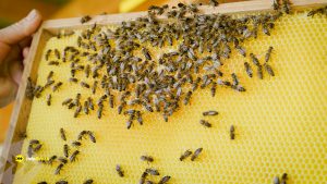 Bienen auf der Bienenwabe tummeln sich