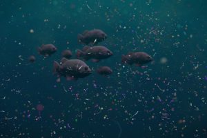 Fische schwimmen im Mittelmeer zwischen Mikroplastik