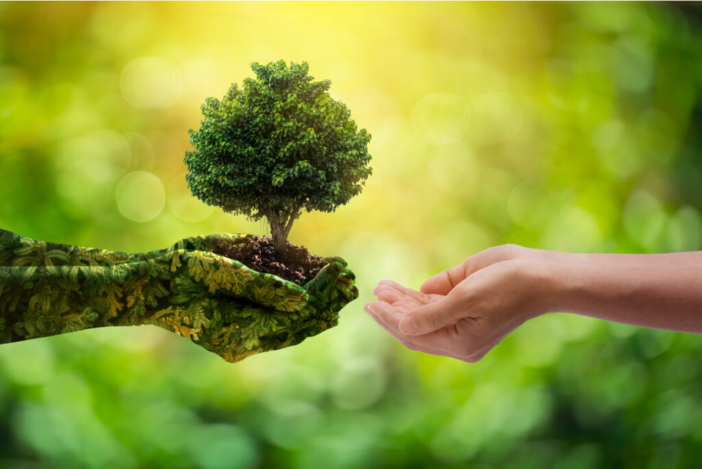 Am Bild ist ein kleiner Baum in einer Hand zu sehen