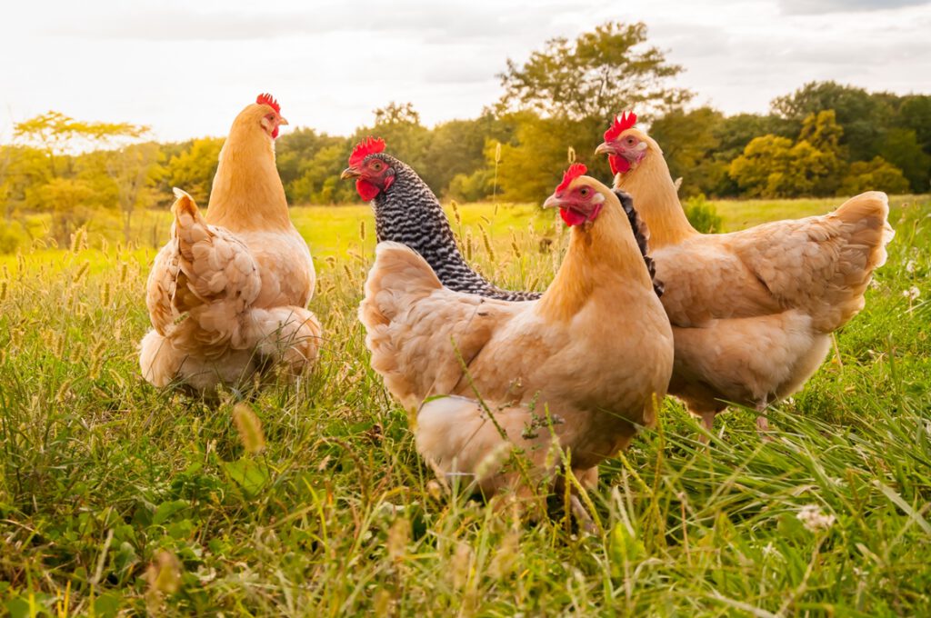 Hühner laufen auf der Wiese - was sie mit dem Zinseszinseffekt gemeinsam haben, wird hier erklärt