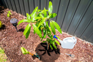 Ein Mangopflänzchen pflanzen - so macht Gärtnern Spaß