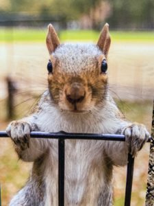 Eichhörnchen schaut über den Zaun