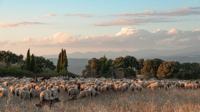 Am Bild ist eine Schafsherde auf einer Weide zu sehen - Herdentrieb.