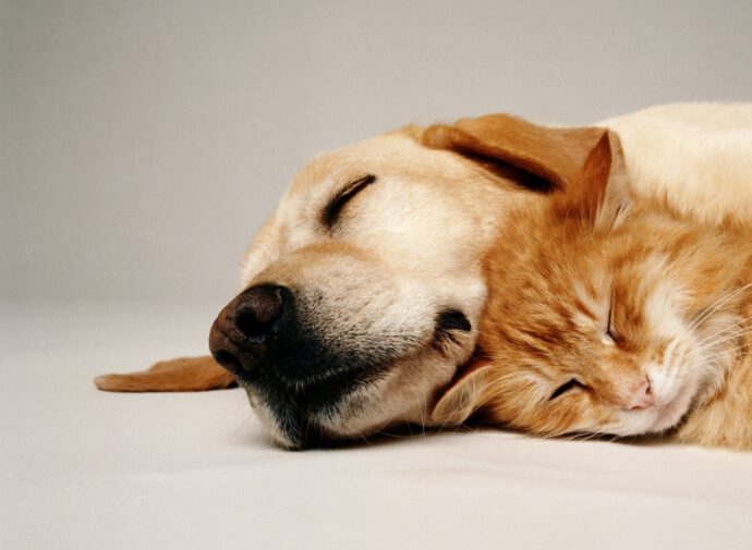 Ein Hund und eine Katze kuscheln miteinander - Animal Wellbeing ein Megatrend.