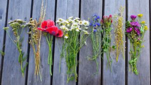 Verschiedene Blumen mit unterschiedlichen Farben liegen büschelweise auf einem Holzsteg.